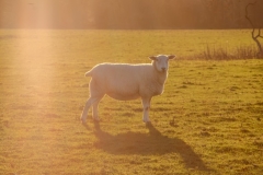 IMG_2737-Enhanced-NR-2-scaled