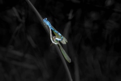 Sundon-Lake-dragon-1-scaled